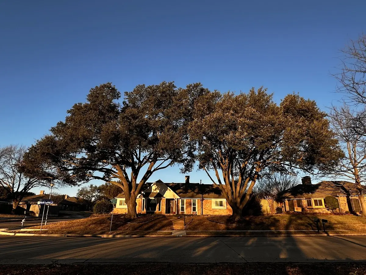 Established residential canopy tree shading a home in Glenshaw